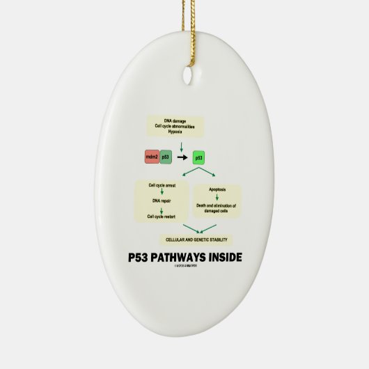 P53 Pathways Inside (Cell Molecular Biology) Keramisch Ornament (Rechts)