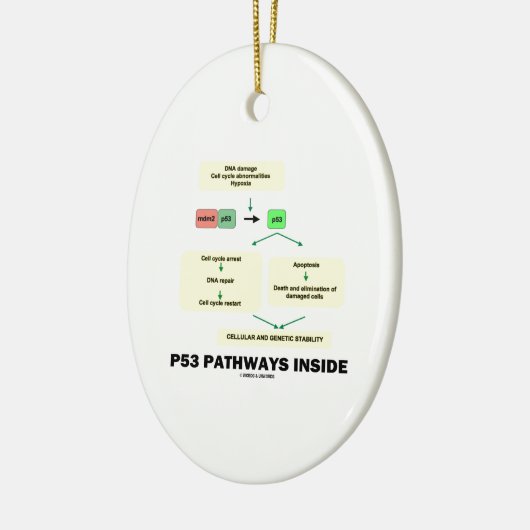 P53 Pathways Inside (Cell Molecular Biology) Keramisch Ornament (Links)
