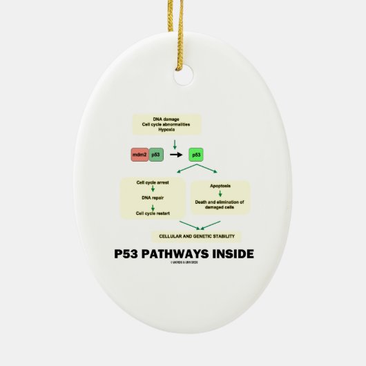 P53 Pathways Inside (Cell Molecular Biology) Keramisch Ornament (Achterkant)