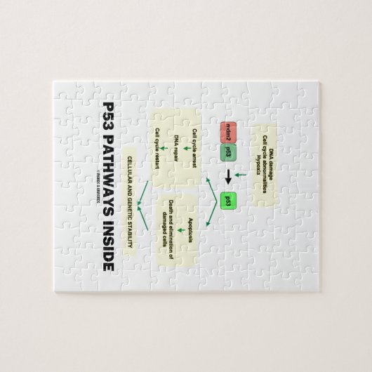 P53 Pathways Inside (Cell Molecular Biology) Legpuzzel (Horizontaal)