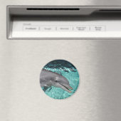 P8010404, Nassau, Bahama's Magneet (Insitu (Vaatwasser))