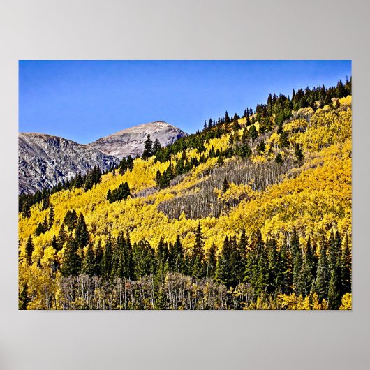 P9270030 - Hill of Golden Aspen Poster (Voorkant)