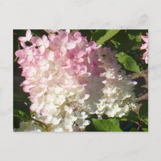 P.D. Hydrangea briefkaart