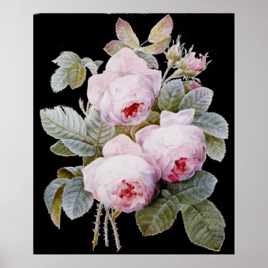 P.J. Redoute Bourbon Rose Bouquet op Black Poster (Voorkant)