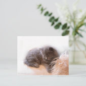 © P Wherrell Cute long haire grijze kitten Briefkaart (Staand voorkant)