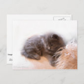 © P Wherrell Cute long haire grijze kitten Briefkaart (Voorkant / Achterkant)
