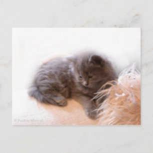 © P Wherrell Cute long haire grijze kitten Briefkaart