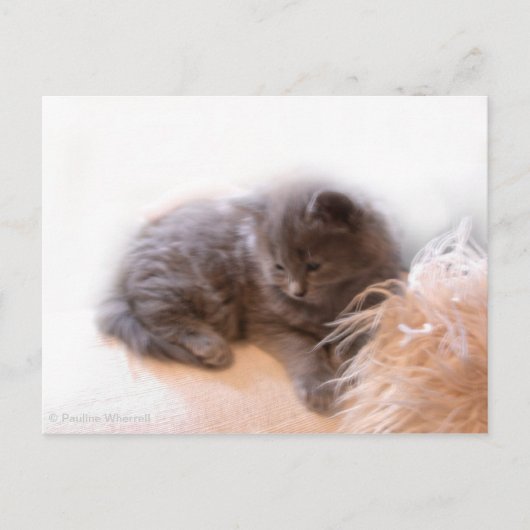 © P Wherrell Cute long haire grijze kitten Briefkaart (Voorkant)