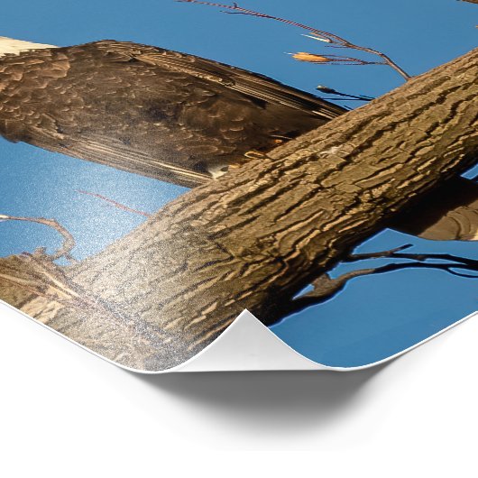 Pa en Ma Eagle Foto Afdruk (Hoek)