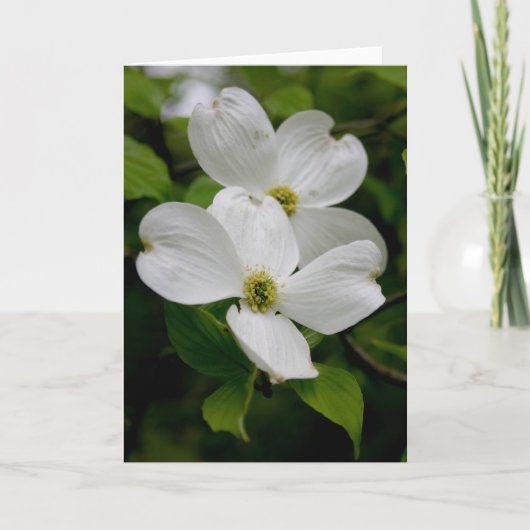 PA Wildflowers - Dogwood Notecard Kaart (Voorkant)