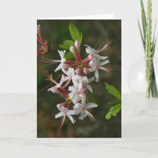 PA Wildflowers - Wild Azalea Notecard Kaart (Voorkant)