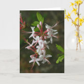 PA Wildflowers - Wild Azalea Notecard Kaart (Gele Bloem)