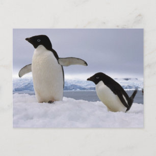 Paar Adelie-pinguïns Antarctica Briefkaart
