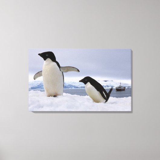 Paar Adelie-pinguïns Antarctica Canvas Afdruk (Voorkant)