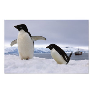 Paar adeliepinguïns Antarctica Foto Afdruk