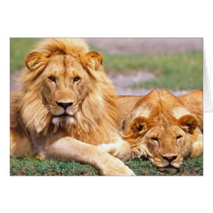 Paar Afrikaanse Leeuwen, Panthera leo, Tanzania