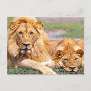 Paar Afrikaanse Leeuwen, Panthera leo, Tanzania Briefkaart