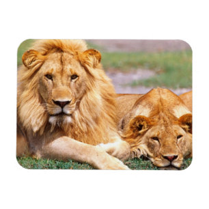 Paar Afrikaanse Leeuwen, Panthera leo, Tanzania Magneet
