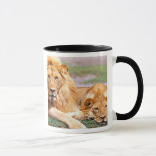 Paar Afrikaanse Leeuwen, Panthera leo, Tanzania Mok