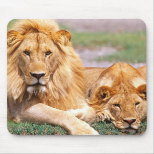 Paar Afrikaanse Leeuwen, Panthera leo, Tanzania Muismat