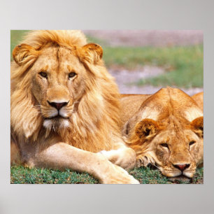 Paar Afrikaanse Leeuwen, Panthera leo, Tanzania Poster