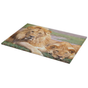 Paar Afrikaanse Leeuwen, Panthera leo, Tanzania Snijplank
