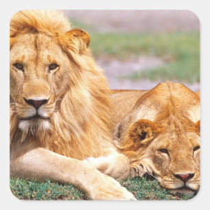 Paar Afrikaanse Leeuwen, Panthera leo, Tanzania Vierkante Sticker