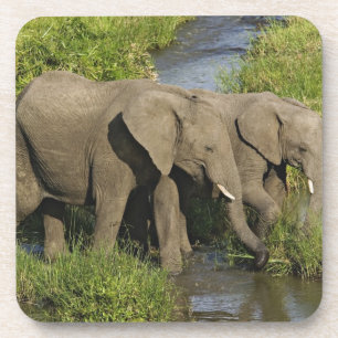 Paar Afrikaanse Olifanten Masai Mara Bier Onderzetter