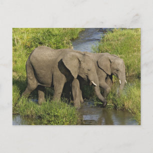 Paar Afrikaanse Olifanten Masai Mara Briefkaart
