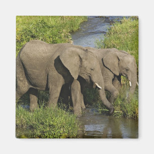 Paar Afrikaanse olifanten Masai Mara Magneet