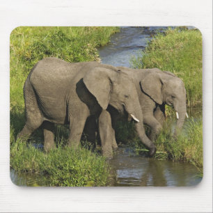 Paar Afrikaanse Olifanten Masai Mara Muismat
