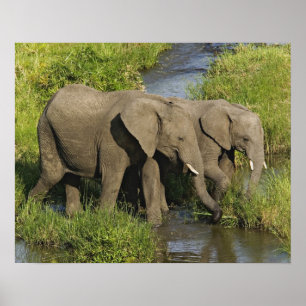Paar Afrikaanse Olifanten Masai Mara Poster