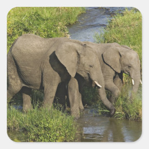 Paar Afrikaanse Olifanten Masai Mara Vierkante Sticker