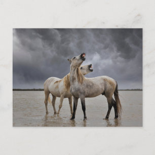 Paar Camargue-hengsten, Zuid-Frankrijk Briefkaart