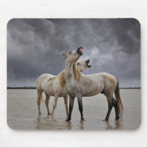 Paar Camargue-hengsten, Zuid-Frankrijk Muismat
