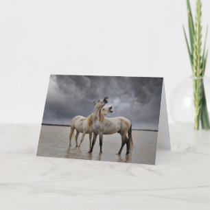 Paar Camargue-paardhengsten, Zuid-Frankrijk Kaart