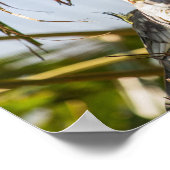 Paar Cockatiels Poster (Hoek)