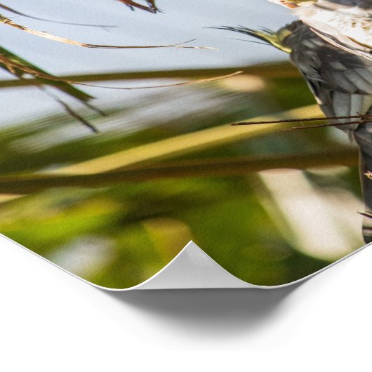 Paar Cockatiels Poster (Hoek)