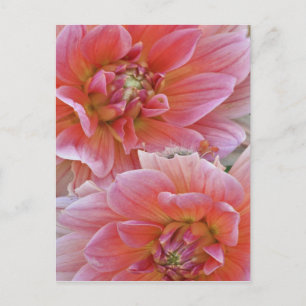 Paar Dahlia bloemen, Dahlia spp. , Briefkaart