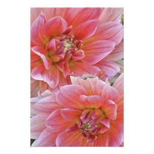 Paar Dahlia bloemen, Dahlia spp. , Foto Afdruk