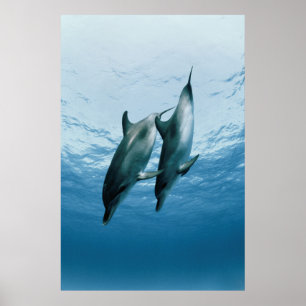 Paar dolfijnen poster