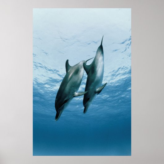 Paar dolfijnen poster (Voorkant)