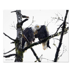 Paar Eagles having plezier! Foto Afdruk