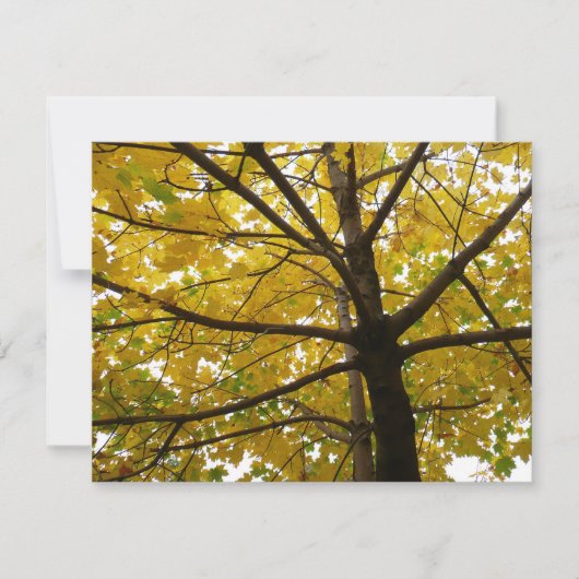 Paar Gele Esdoornbomen Herfst Natuur (Voorkant)
