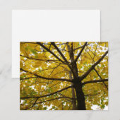 Paar Gele Esdoornbomen Herfst Natuur (Voorkant / Achterkant)