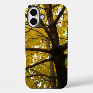 Paar Gele Esdoornbomen Herfst Natuur iPhone 16 Plus Hoesje