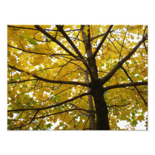 Paar Gele Esdoornbomen Herfst Natuur Foto Afdruk