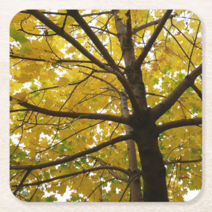 Paar Gele Esdoornbomen Herfst Natuur Kartonnen Onderzetters