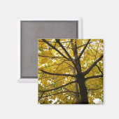 Paar Gele Esdoornbomen Herfst Natuur Magneet (Voorkant / Achterkant)