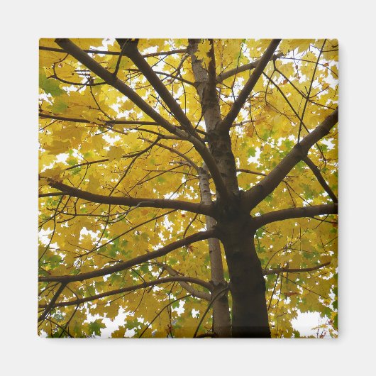 Paar Gele Esdoornbomen Herfst Natuur Magneet (Voorkant)